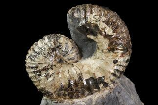 Unusual, Scaphites Ammonite Fossil in Rock - Kansas #93747