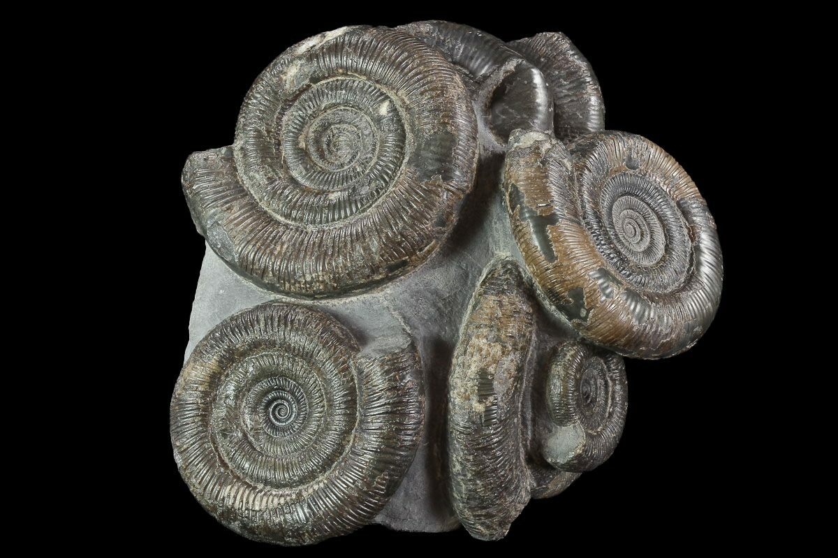 Dactylioceras Ammonite Cluster - Rare Occurrence #93909