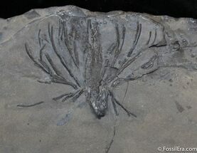 Dendrocrinus Crinoid From Québec #1116