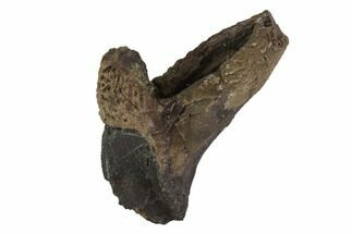 Triceratops Teeth For Sale - FossilEra.com