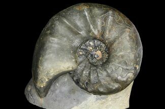 Large, Triassic Ammonite (Ceratites) Fossil - Germany #94066