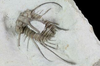 Dicranurus Trilobite - Black Cat Mountain, Oklahoma #94646