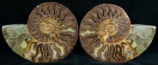 Stunning Cut & Polished Ammonite #6877