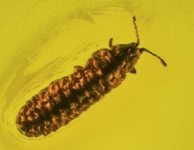 Fossil Larva In Baltic Amber #93821