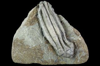 D Parascytalocrinus Crinoid Fossil - Crawfordsville #94779