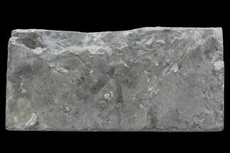 Two Ordovician Crinoids - Bobcaygeon Formation, Ontario #95196