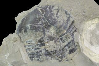 Partial Isoteloides - Fillmore Formation, Utah #95481