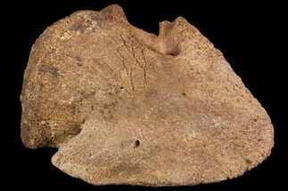 Hadrosaur Ungal - Alberta (Disposition #-) #95482