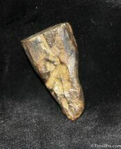 Real Dinosaur Tooth - Triceratops #1137