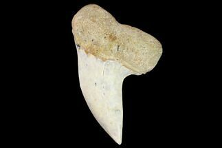 Mako Shark Tooth Fossil - Sharktooth Hill, CA #94692