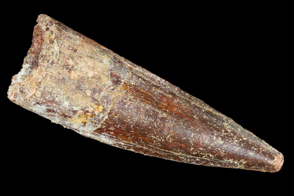 a dinosaur tooth