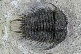 Gondwanaspis Trilobite - Rare species #92500