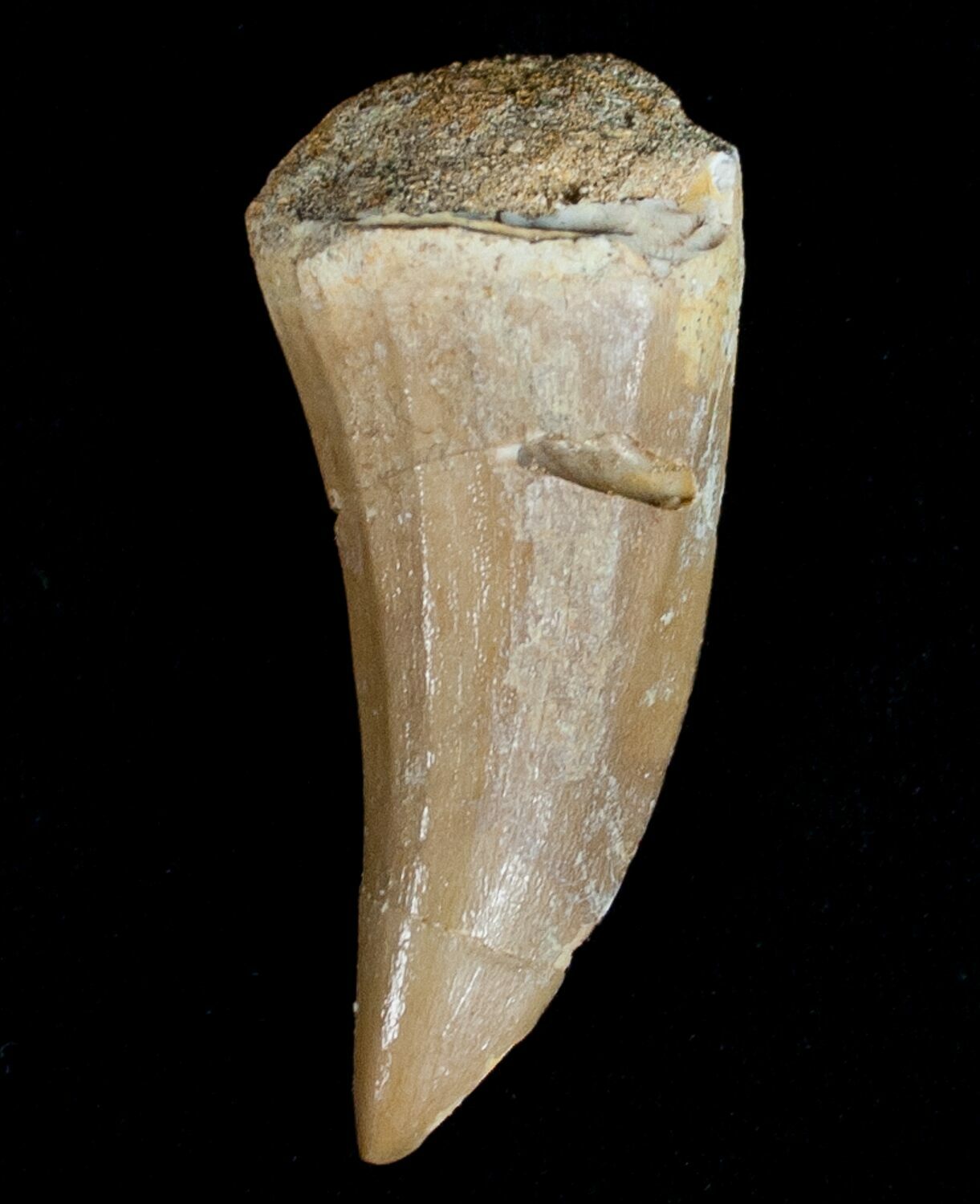1 87 Mosasaurus Tooth For Sale 6526 FossilEra