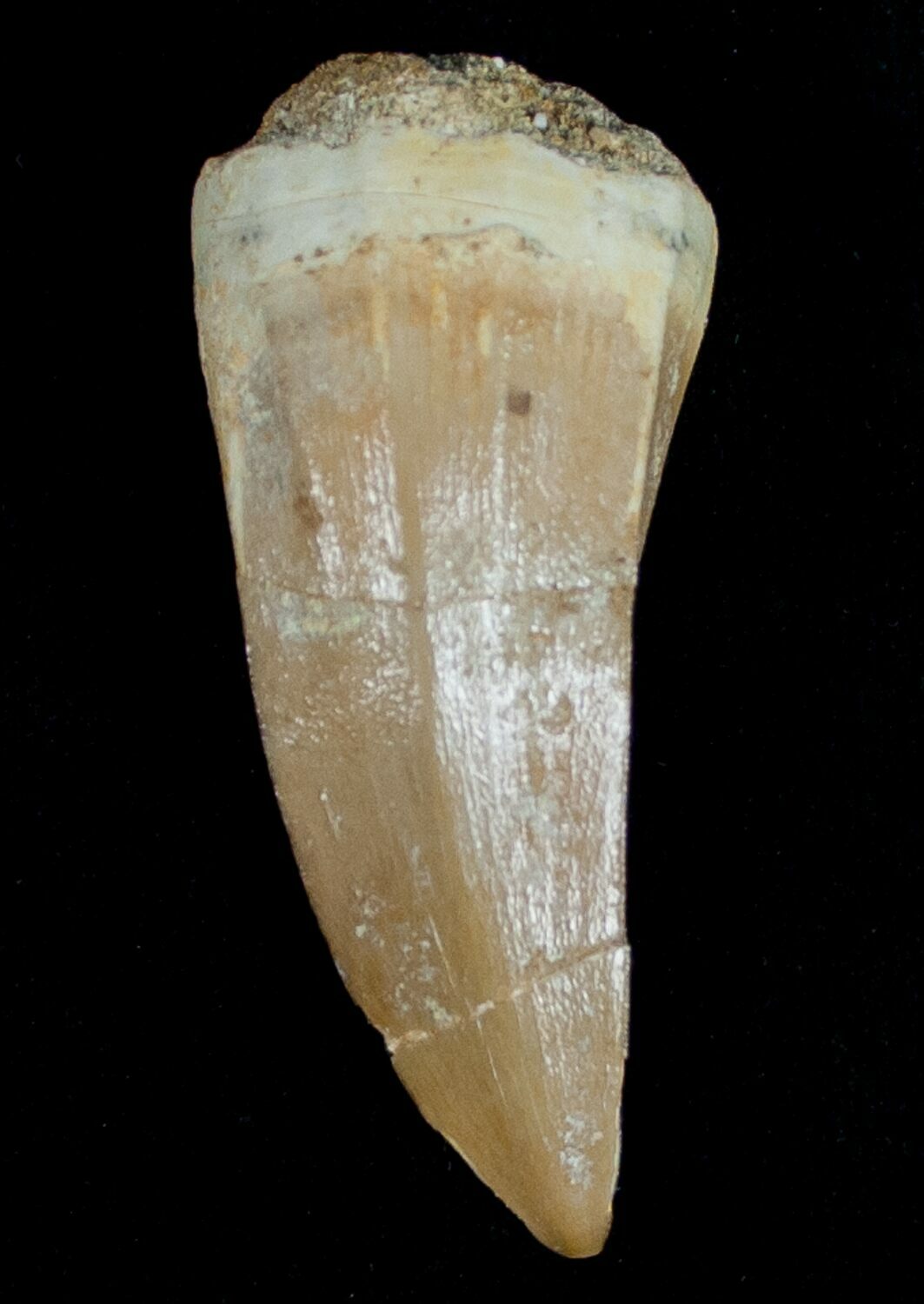 mosasaurus tooth