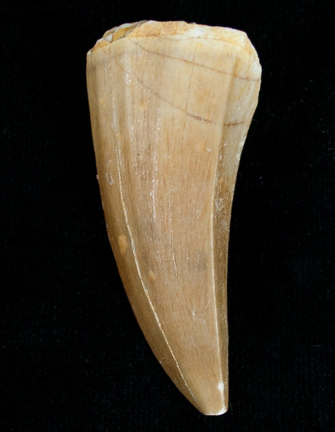 mosasaurus teeth for sale