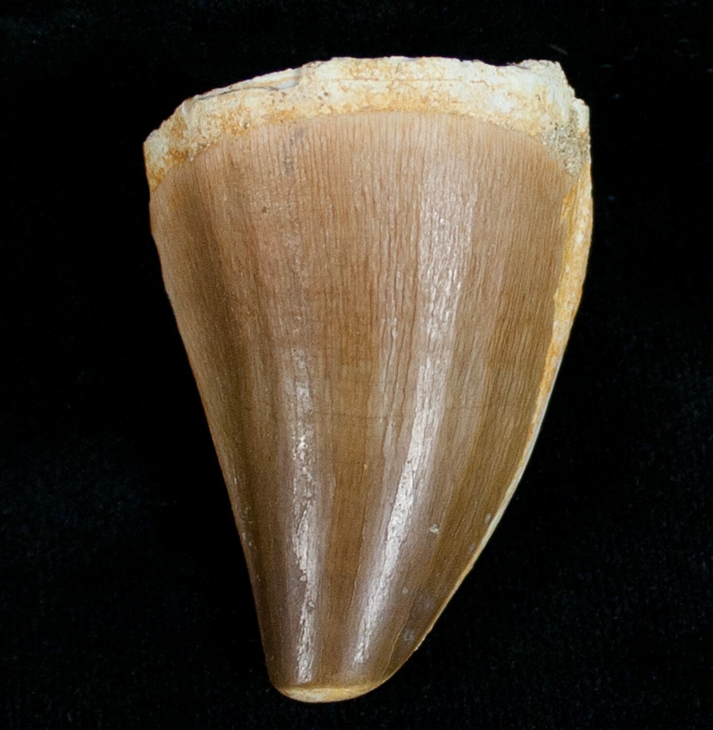 Protacrodus Tooth 1.6