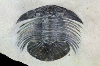 Platyscutellum Trilobite Fossil - Atchana, Morocco #96829