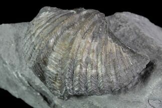 Brachiopod (Mucrospirifer) Fossil - Windom Shale, NY #95950