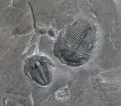 Pair of Small Elrathia Trilobites #6746