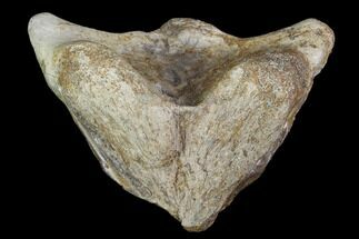 Unidentified Dinosaur Premandible? - Alberta (Disposition #-) #97356