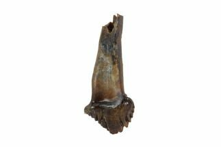Exceptional, Rooted Ankylosaurus Tooth - Montana #97377