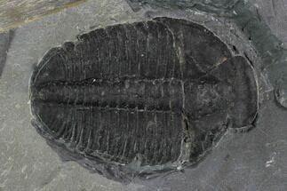 Large Elrathia Trilobite Fossil - Wheeler Shale, Utah #97171