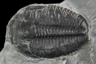 Elrathia Trilobite Fossil - Wheeler Shale, Utah #97180