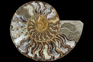 Cut Ammonite Fossil (Half) - Deep Crystal Pockets #97748