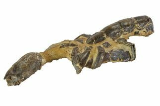 Partial Fossil Mud Lobster (Thalassina) - Australia #97665
