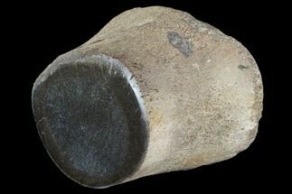 Polished Pliosaur (Liopleurodon) Paddle Bone - England #97720