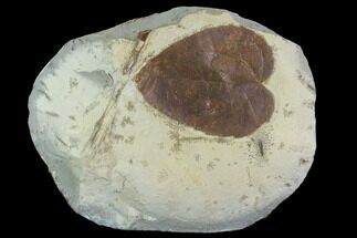 Detailed Fossil Mulberry Leaf - Montana #97769
