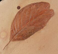 Detailed, Red Fossil Leaf (Aesculus) - Montana #97732
