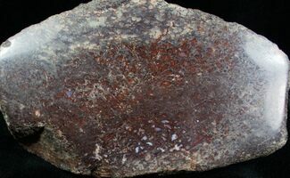 Large Agatized Dinosaur Bone Chunk (Polished) #6967