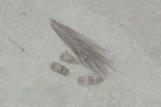 Fossil Feather With Beetles - Green River Formation, Utah #97491