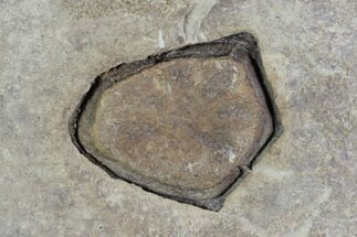 Fossil Antrocaryon Fruit - Green River, Utah #97446