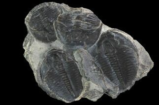 Elrathia Trilobite Cluster From Wheeler Shale, Utah #97222