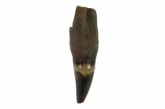 Rooted Cretaceous Crocodilian Tooth - Hell Creek Formation #97598