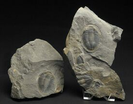 Perfect Ogyginus Trilobite - Positive & Negative #7025