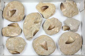 Lot: Fossil Mosasaur Teeth In Rock - Pieces #98296