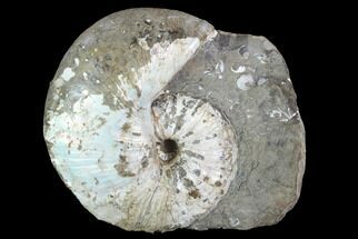 Jeletzkytes Ammonite On Rock - South Dakota #98711