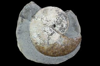 Hoploscaphites Ammonite In Concretion - South Dakota #98727