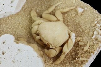 Fossil Crab (Potamon) Preserved in Travertine - Amazing Detail! #98904