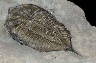 Dalmanites Trilobite Fossil - New York #99023
