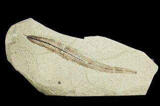 Fossil Willow (Salix) Leaf - Green River Formation, Utah #99766