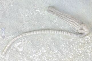 Crinoid (Halysiocrinus) Fossil - Crawfordsville, Indiana #99920