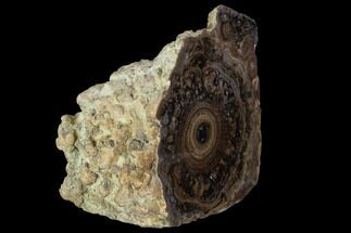 Polished, Fossil Stromatolite Colony on Reed - Utah #100366