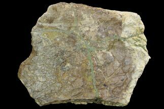 Triceratops Frill Section - Montana #100844