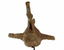 Triceratops Caudal Vertebrae On Stand - North Dakota #77964