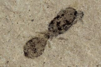 Ant Fossil - Green River Formation, Utah #101635