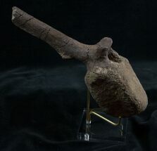 Hadrosaur Vertebra From Hell Creek Formation #5883